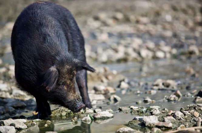 寧夏公開招募“野豬獵人”背后